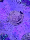 Leptoseris