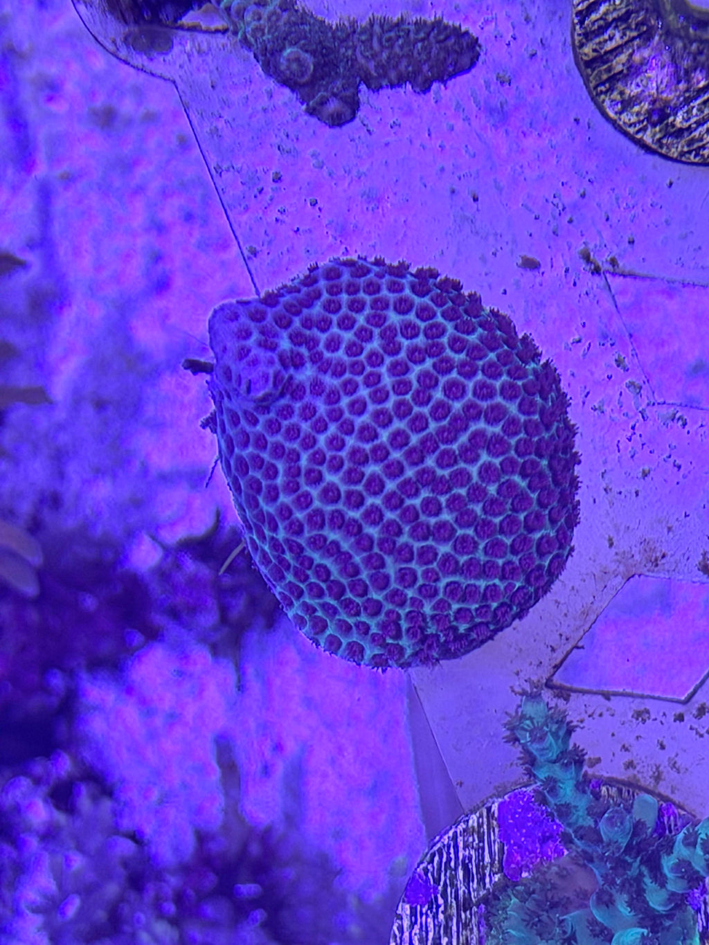 Sand Dollar Porites