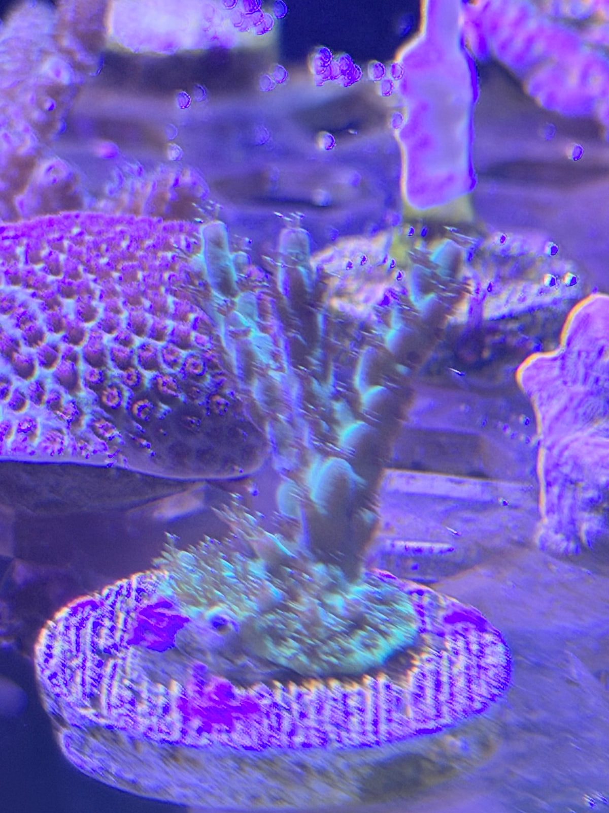 Acropora