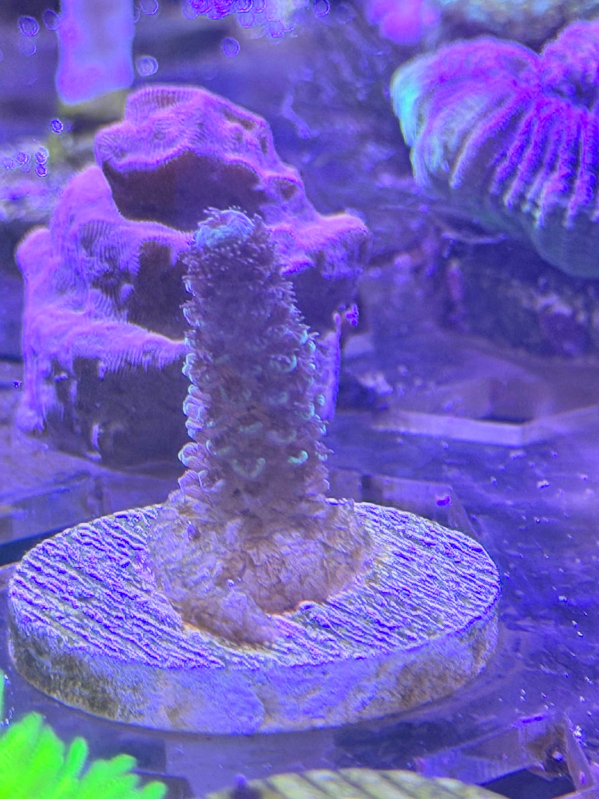 Acropora
