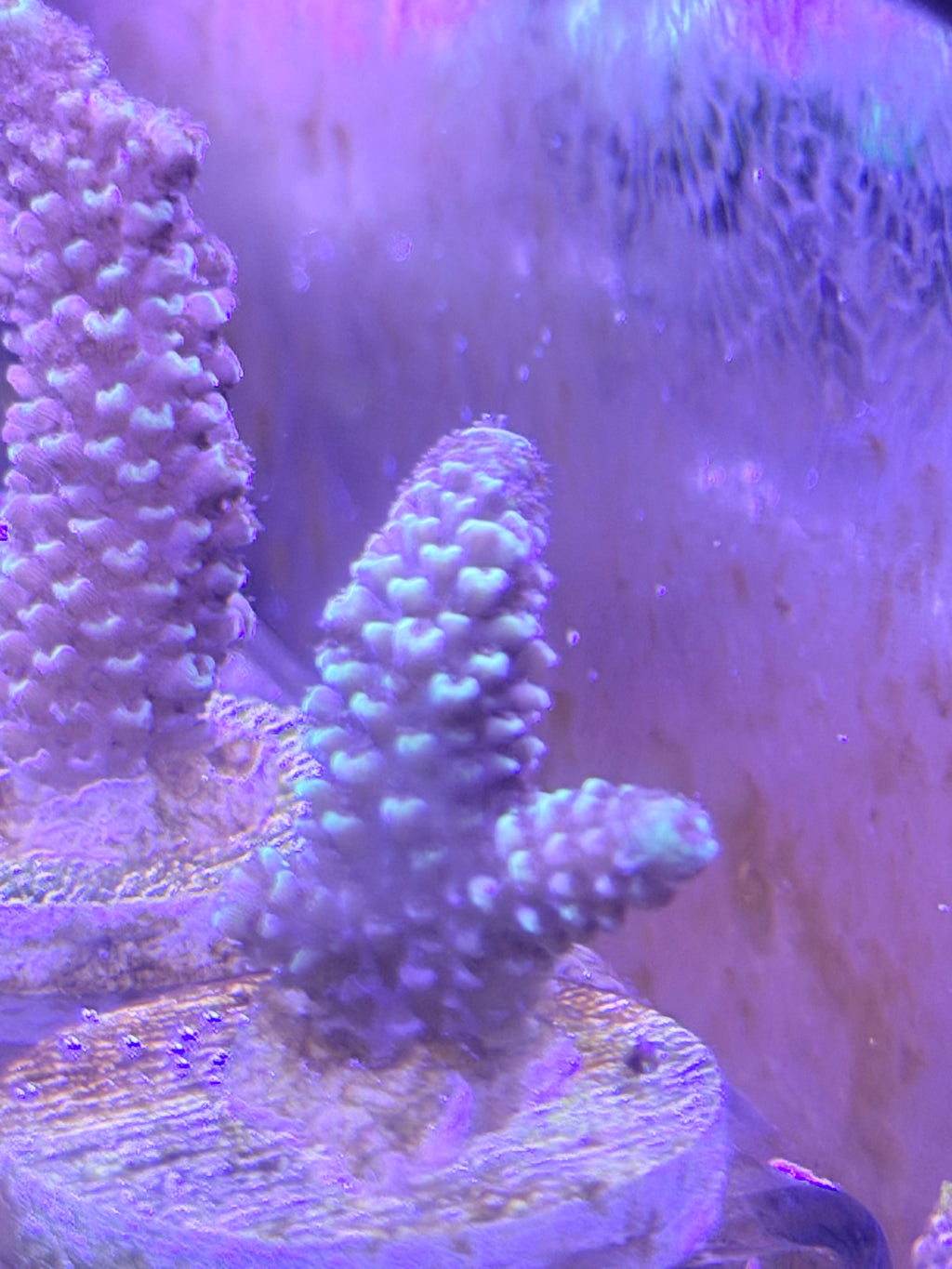 Acropora